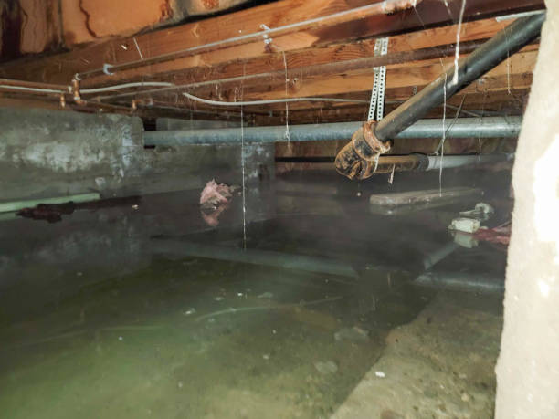 Best Water damage mitigation services  in Sedro Woolley, WA